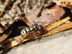 Parodontodynerus ephippium