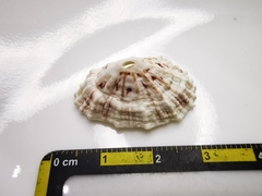 Fissurella barbadensis