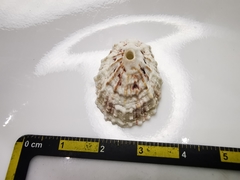 Fissurella barbadensis