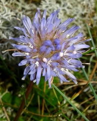 Jasione maritima