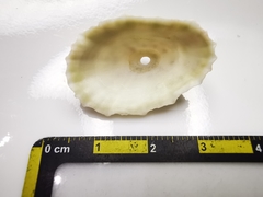 Fissurella barbadensis