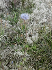 Jasione maritima