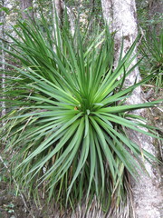 Agave gracielae