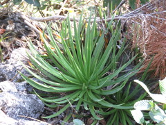 Agave gracielae