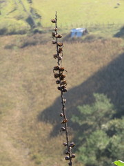 Agave gracielae