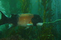 Bodianus pulcher