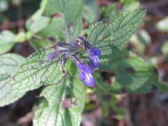 Salvia urolepis