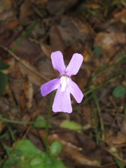 Pinguicula moranensis