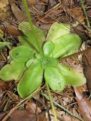 Pinguicula moranensis