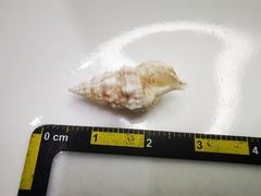 Cerithium eburneum