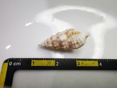 Cerithium eburneum
