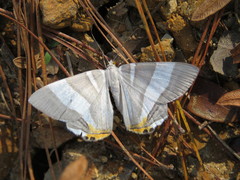 Opisthoxia miletia