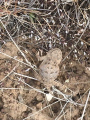 Phrynosoma douglasii