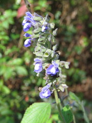 Salvia urolepis