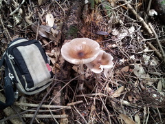 Amanita longistriata
