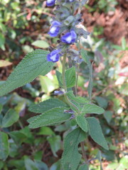 Salvia urolepis