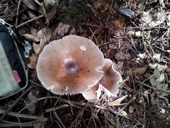Amanita longistriata