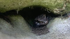 Dactylocnemis pacificus