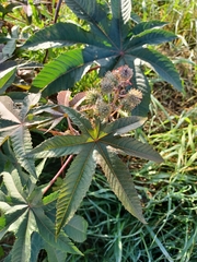 Ricinus communis