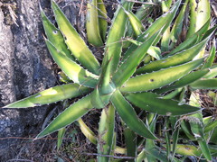 Agave funkiana