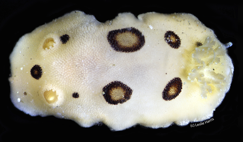 San Diego Dorid, photo 1 of 9