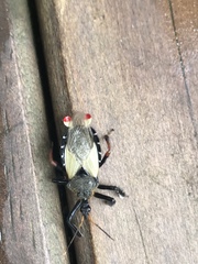 Apiomerus ochropterus