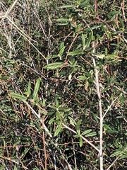 Ceanothus parryi