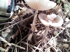 Amanita longistriata