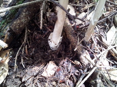Amanita longistriata