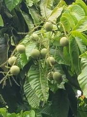Pometia