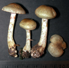 Cortinarius calaisopus