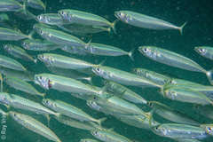 Scomber australasicus