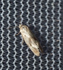Platphalonidia