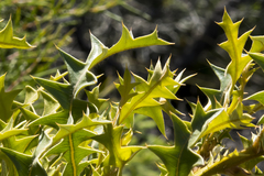 Banksia armata