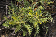 Banksia armata