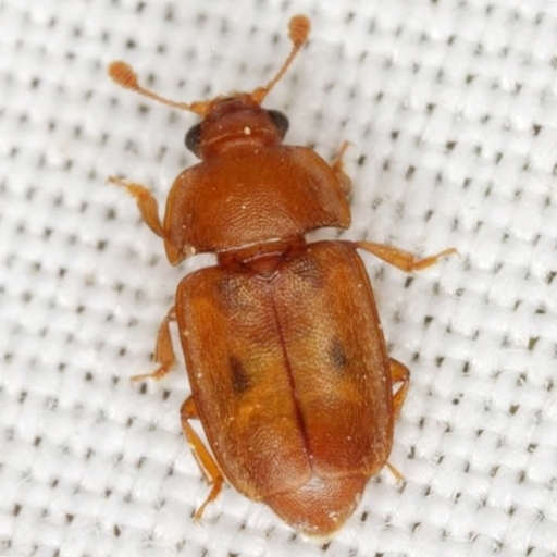 Epuraea umbrosa