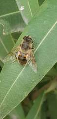 Eristalis tenax
