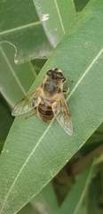 Eristalis tenax