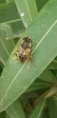 Eristalis tenax