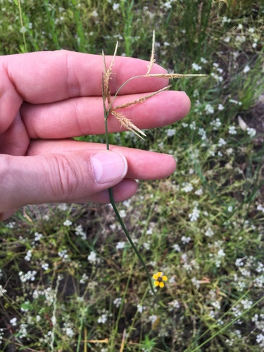 Cyperus articulatus iNat (1)