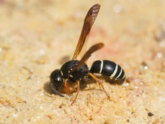 Gymnomerus laevipes