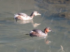 Tachybaptus ruficollis
