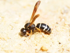 Gymnomerus laevipes