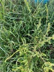 Artemisia campestris