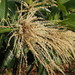 Castanopsis fissa - Photo (c) Sunnetchan,  זכויות יוצרים חלקיות (CC BY-NC-ND), הועלה על ידי Sunnetchan