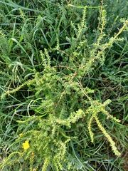 Artemisia campestris