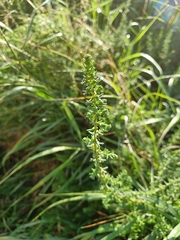 Artemisia campestris