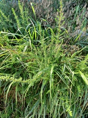 Artemisia campestris