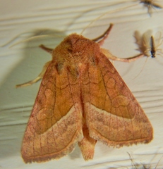 Hydraecia perobliqua