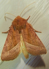 Hydraecia perobliqua